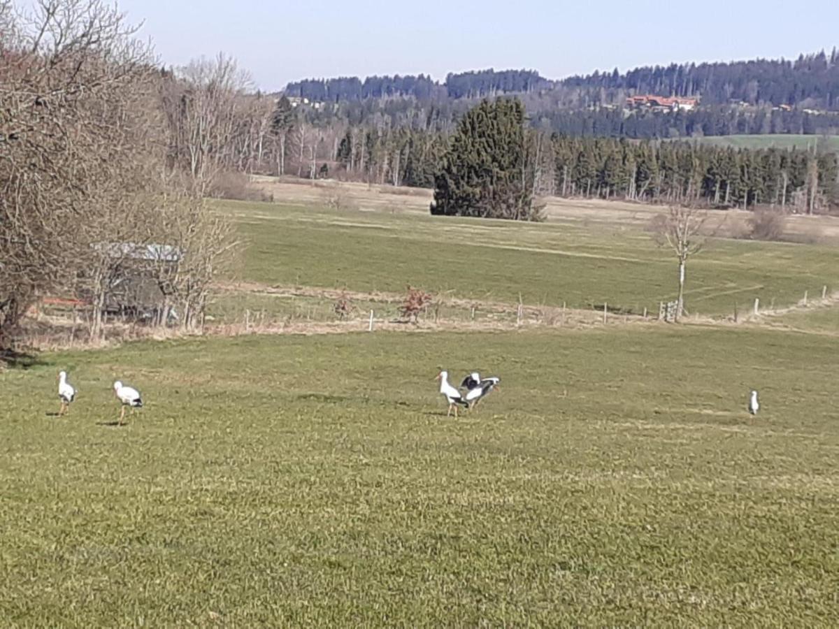 Ferienwohnung-rotmoosblick-direkt-am-rande-unberuehrter-natur * Isny im Allgäu